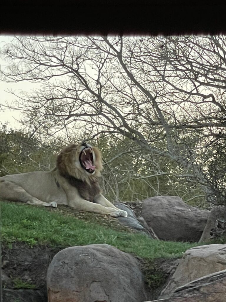 lion yawning