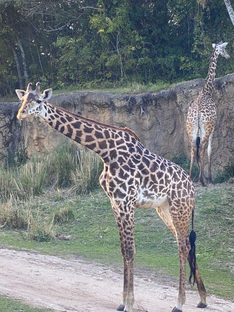 giraffe